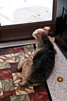 Clarabell the Airedale Terrier