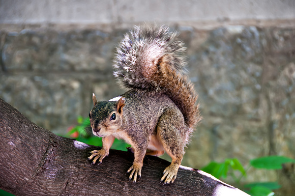 DSC_4591E2